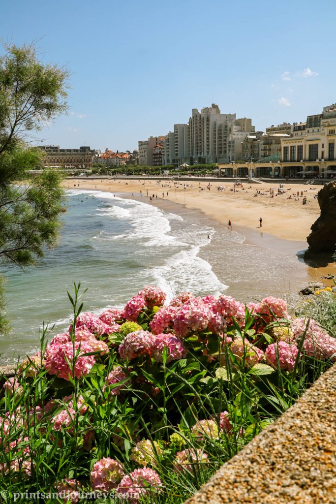 Grand plage beach in biarritz with the ocean and pink hydrangeas