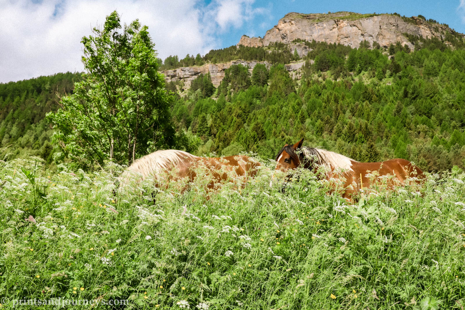 Two brown horses in a meadow of tall grass and flowers with a mountain in the background in Gavarnie