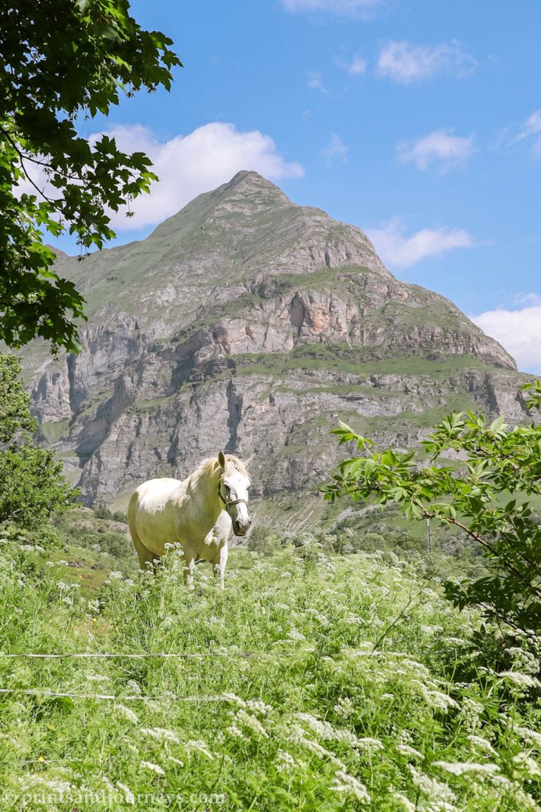 White horse standing in a flower field along Cirque de Gavarnie hiking trail in the French Pyrenees